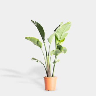 Sterlitza Augusta Plant | Crimons