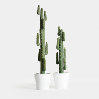 Cactus México Alto Deshidratado | Crimons